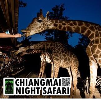 Night Safari Logo FB